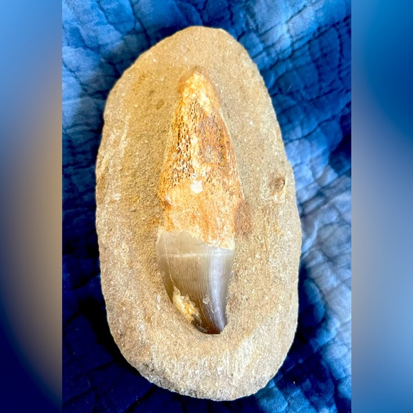 Mosasaurus fossil tooth - Picture 1 of 8